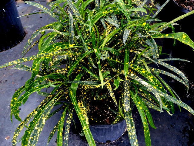codiaeum-variegatum-johannis-croton
