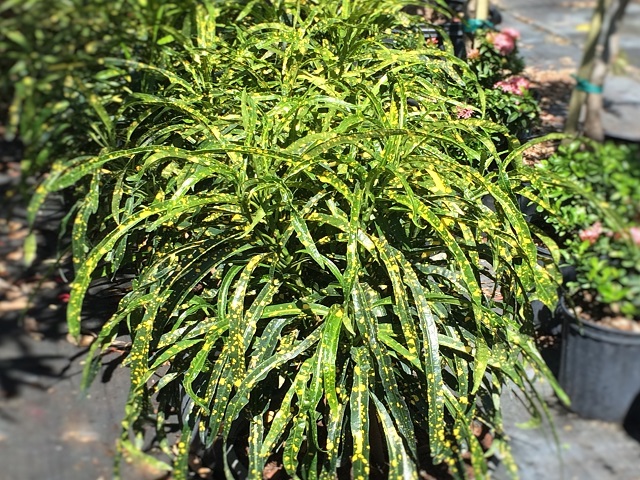 codiaeum-variegatum-johannis-croton