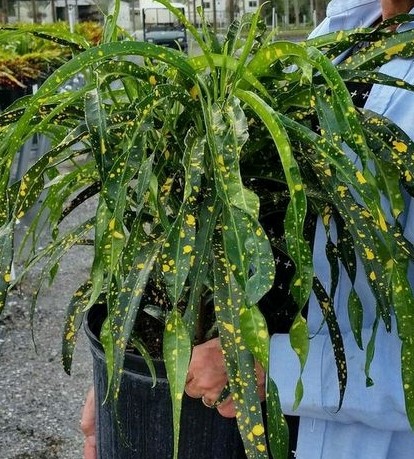 codiaeum-variegatum-johannis-croton