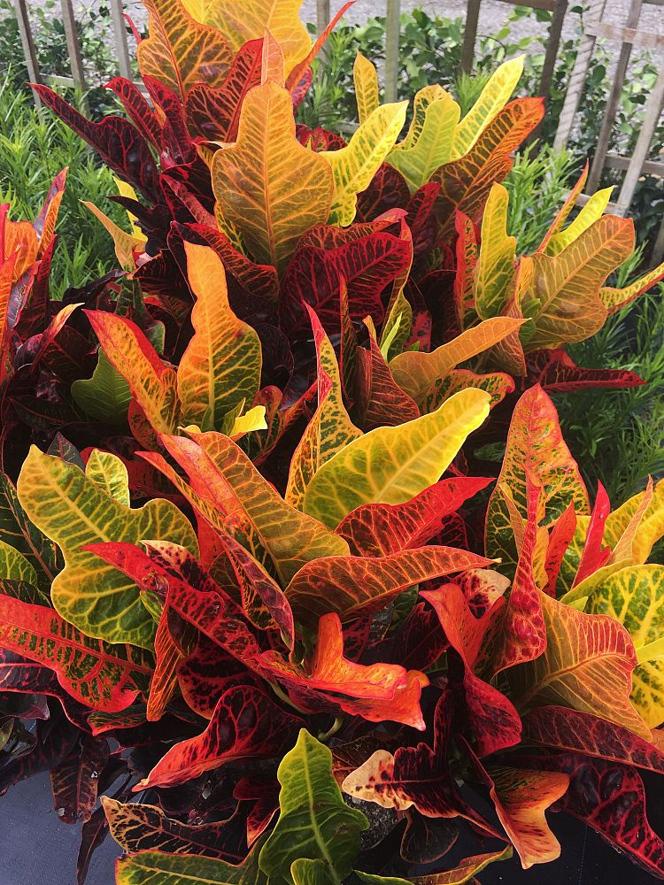 codiaeum-variegatum-kentucky-croton