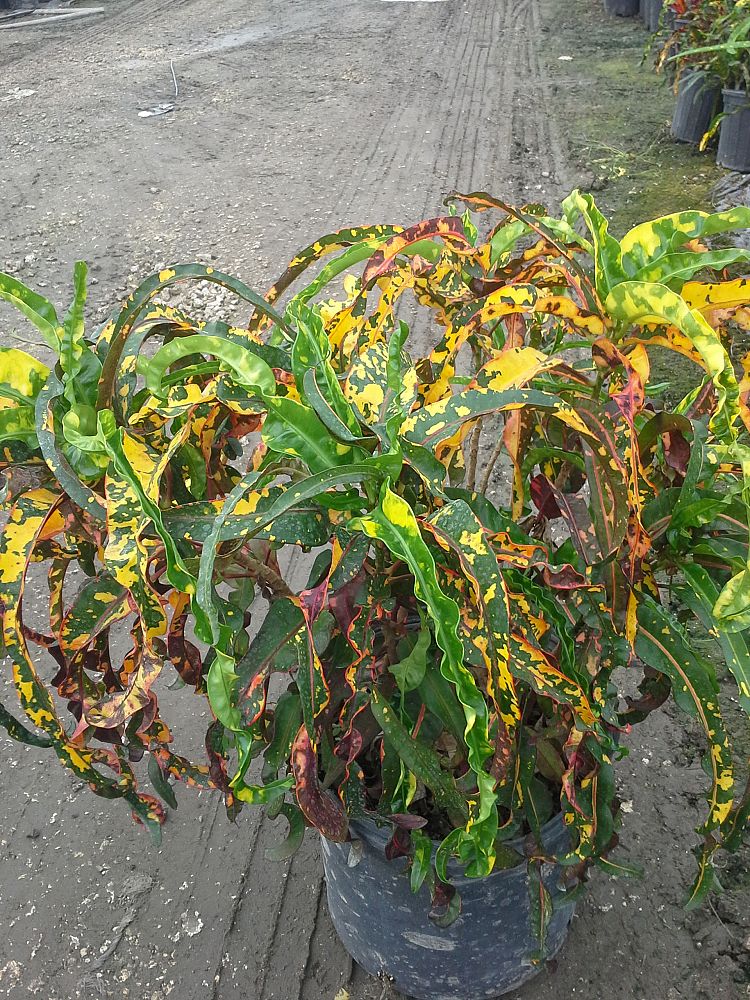 codiaeum-variegatum-king-of-siam-croton