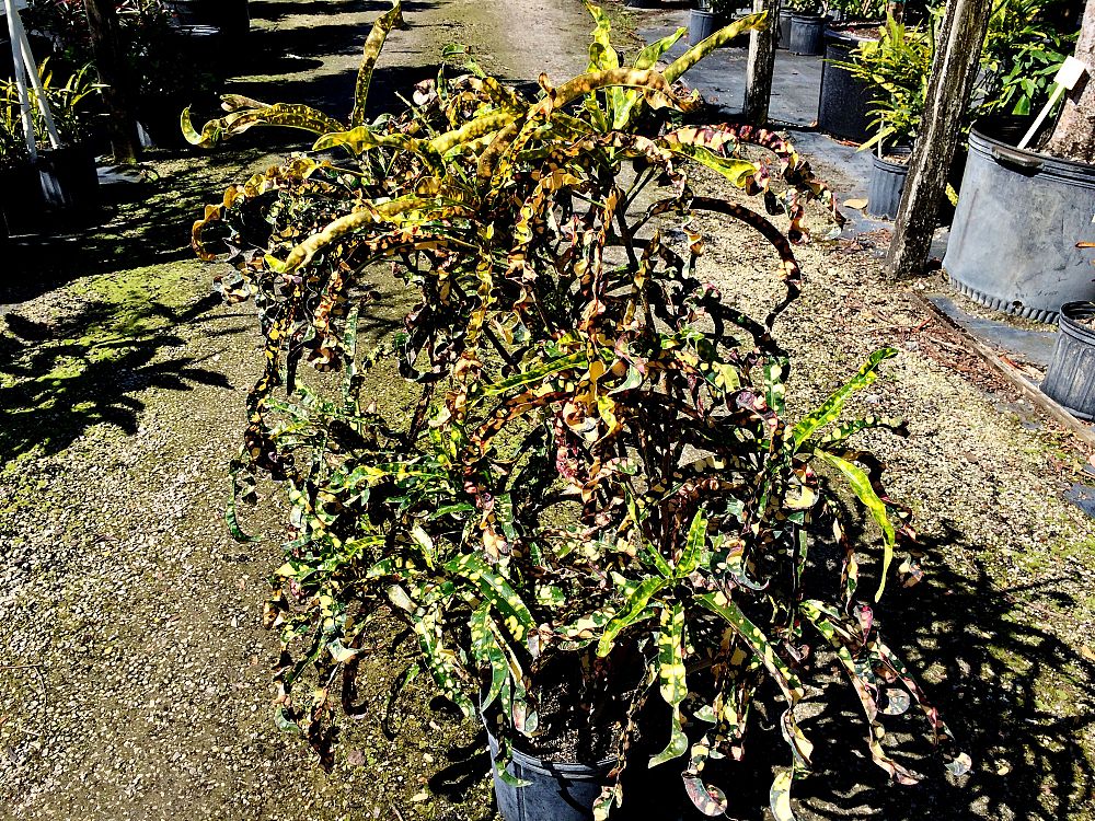 codiaeum-variegatum-king-of-siam-croton