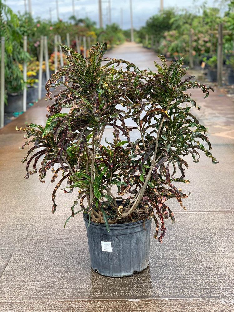 codiaeum-variegatum-king-of-siam-croton