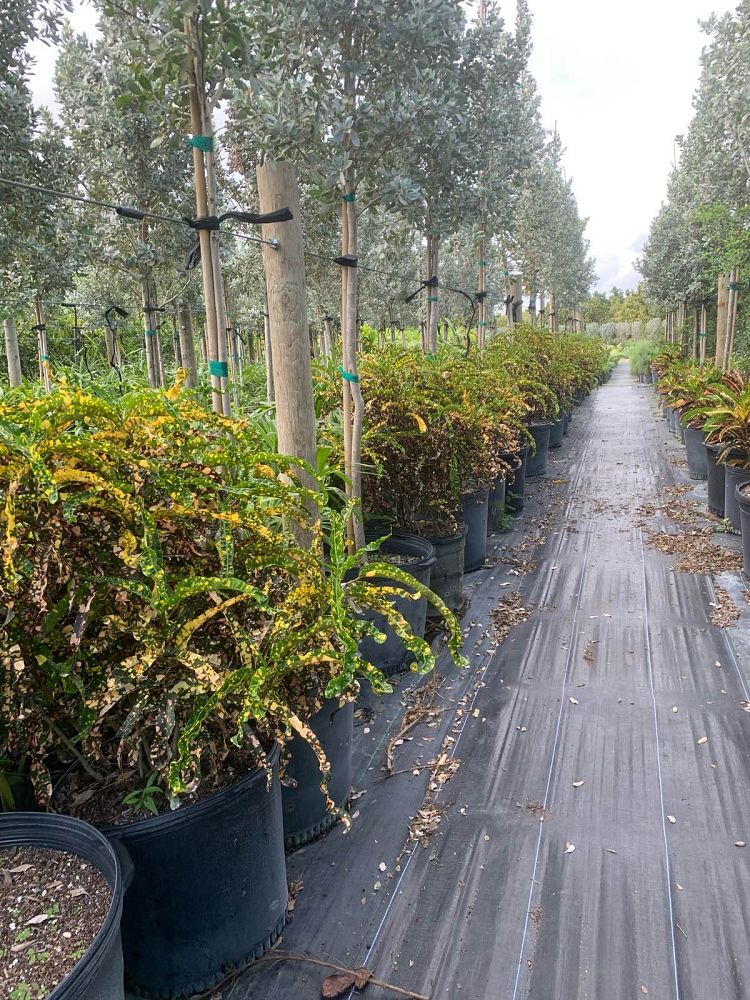 codiaeum-variegatum-king-of-siam-croton