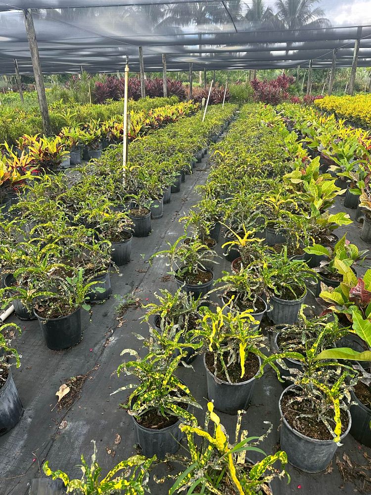 codiaeum-variegatum-king-of-siam-croton