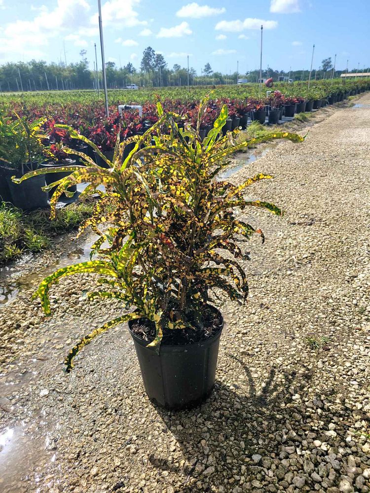 codiaeum-variegatum-king-of-siam-croton