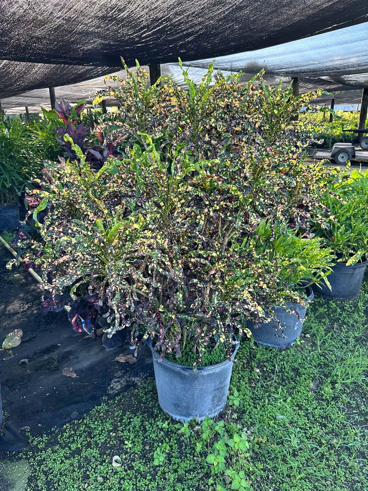 codiaeum-variegatum-king-of-siam-croton