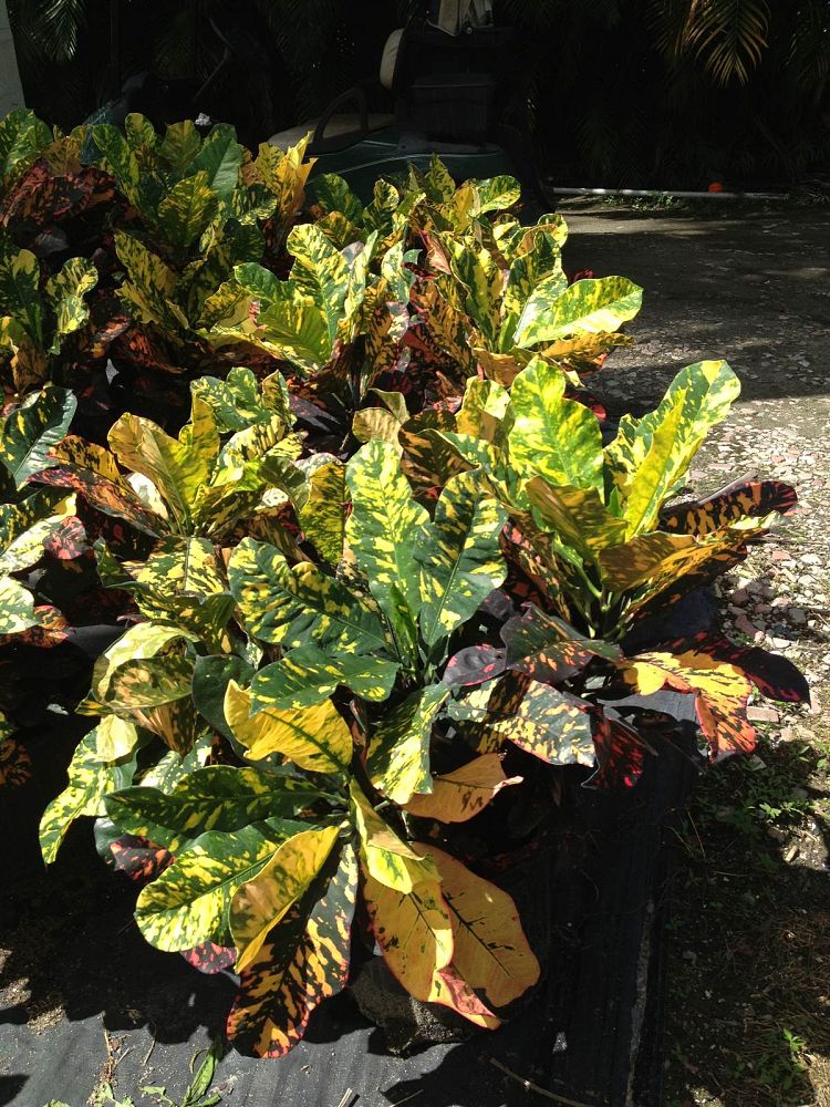 codiaeum-variegatum-magnificent-croton