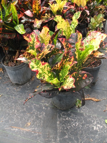 codiaeum-variegatum-magnificent-croton