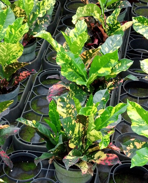 codiaeum-variegatum-magnificent-croton