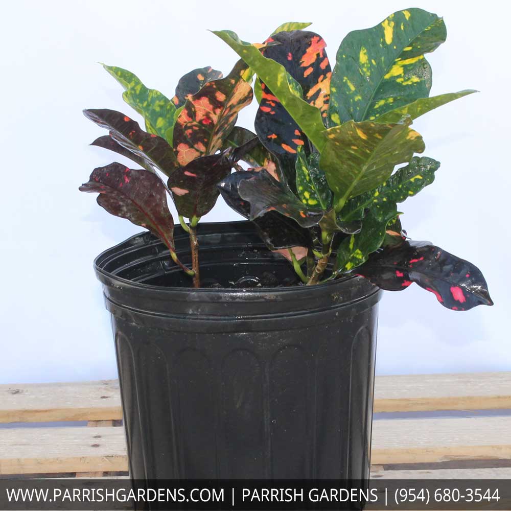 codiaeum-variegatum-magnificent-croton
