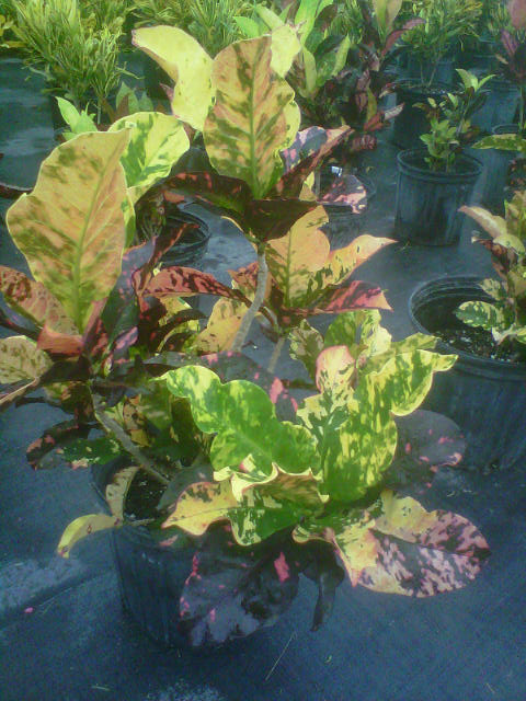 codiaeum-variegatum-magnificent-croton