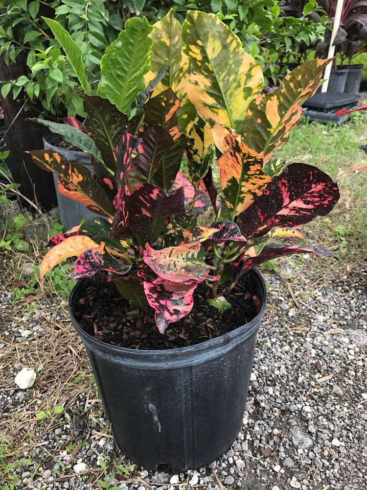 codiaeum-variegatum-magnificent-croton