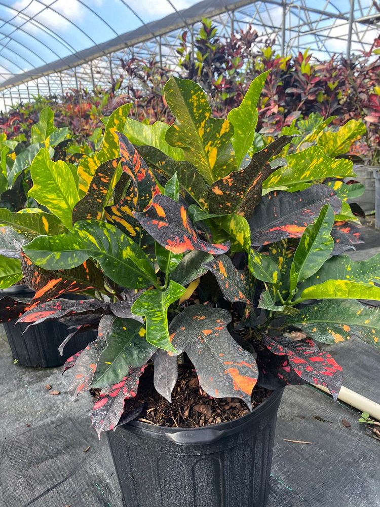 codiaeum-variegatum-magnificent-croton