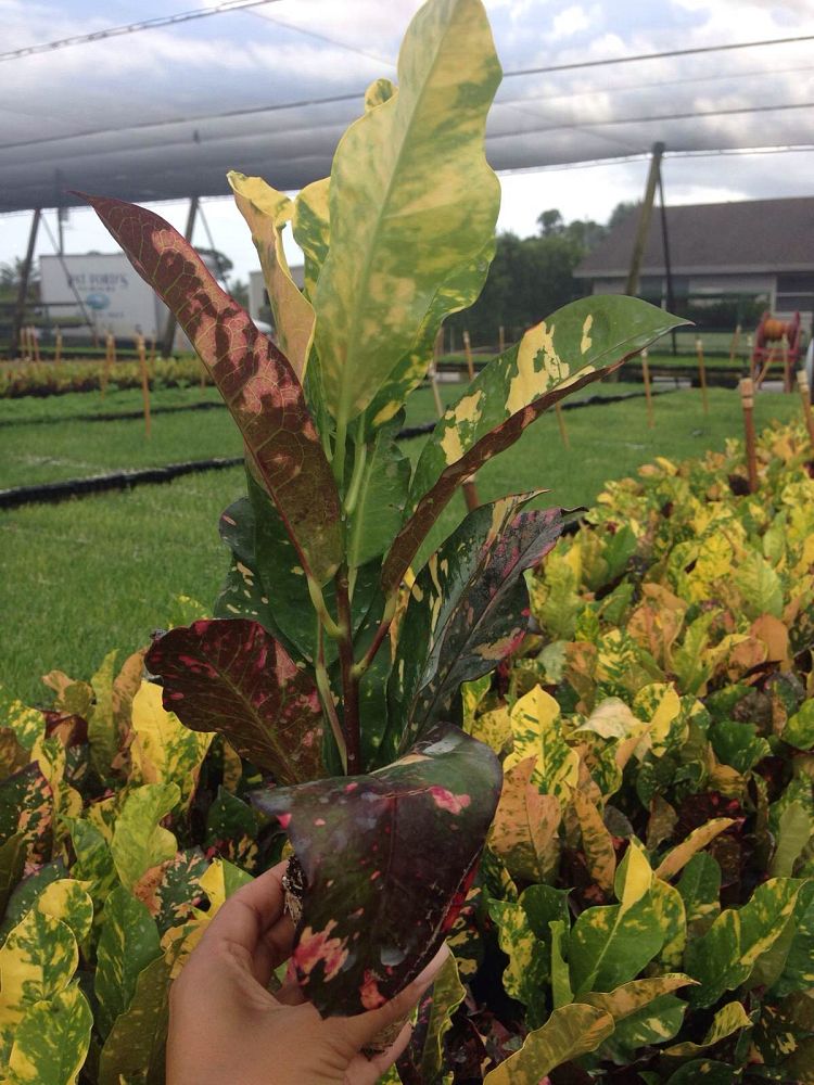 codiaeum-variegatum-magnificent-croton