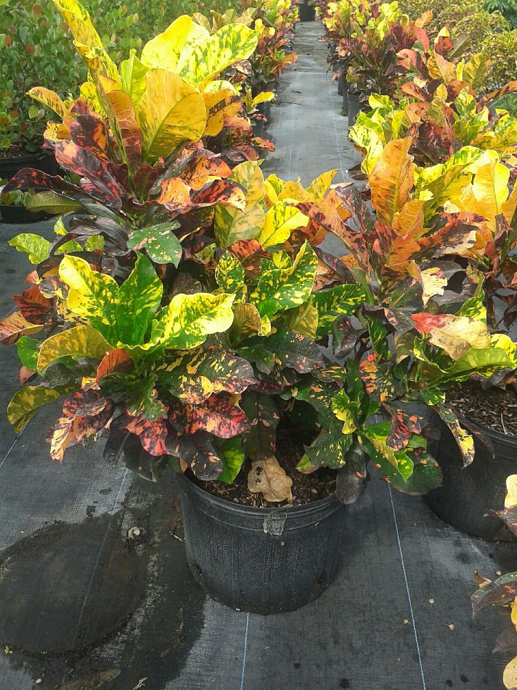 codiaeum-variegatum-magnificent-croton