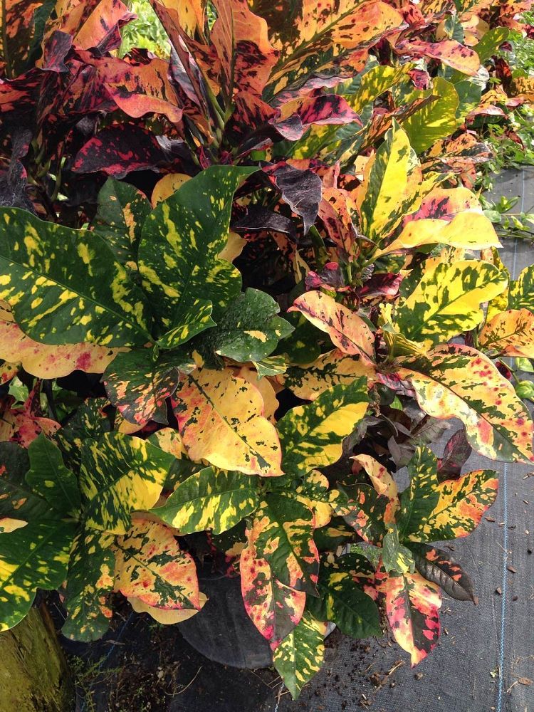 Bella's Ornamental Nursery  plantANT.com