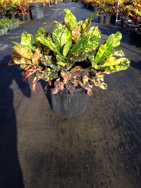codiaeum-variegatum-magnificent-croton