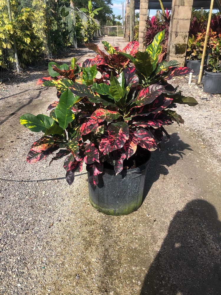codiaeum-variegatum-magnificent-croton