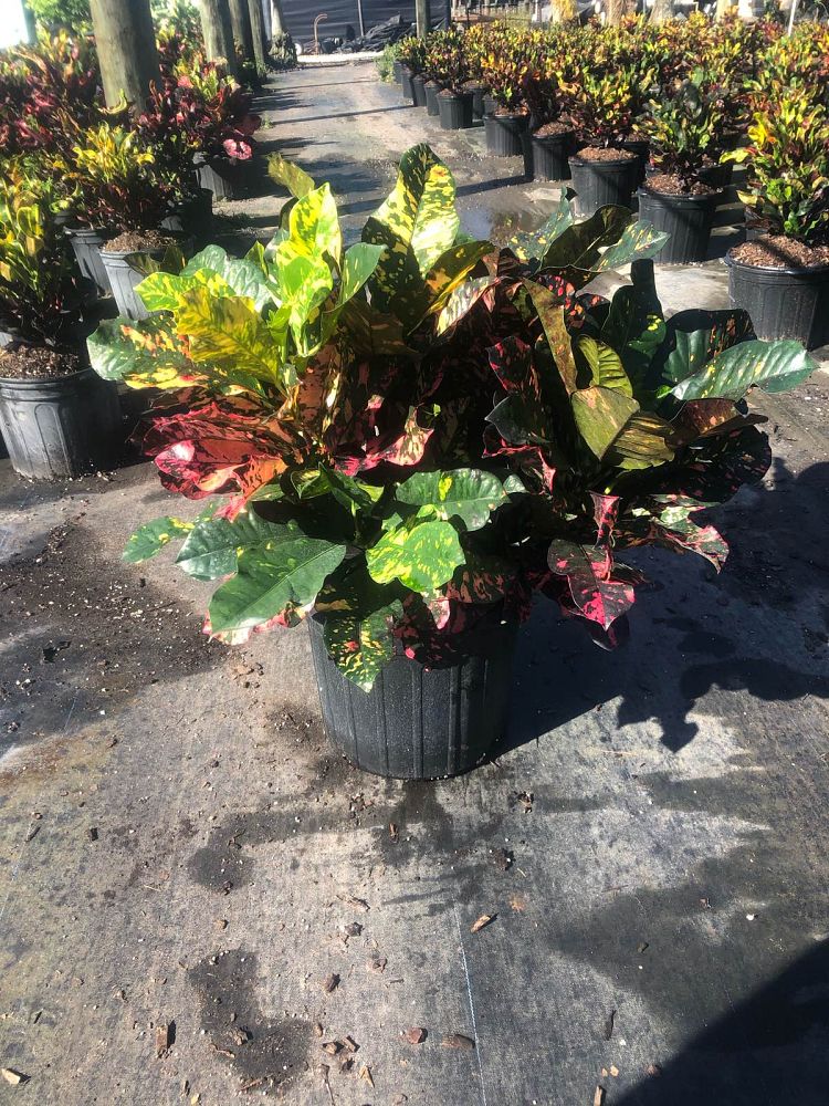 codiaeum-variegatum-magnificent-croton