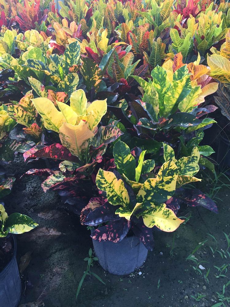 codiaeum-variegatum-magnificent-croton