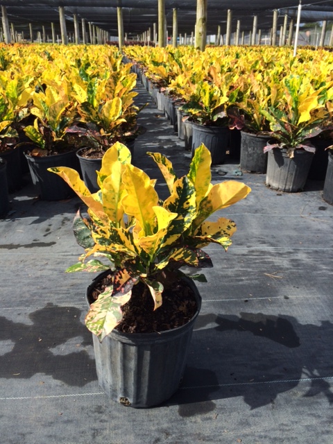 codiaeum-variegatum-magnificent-croton
