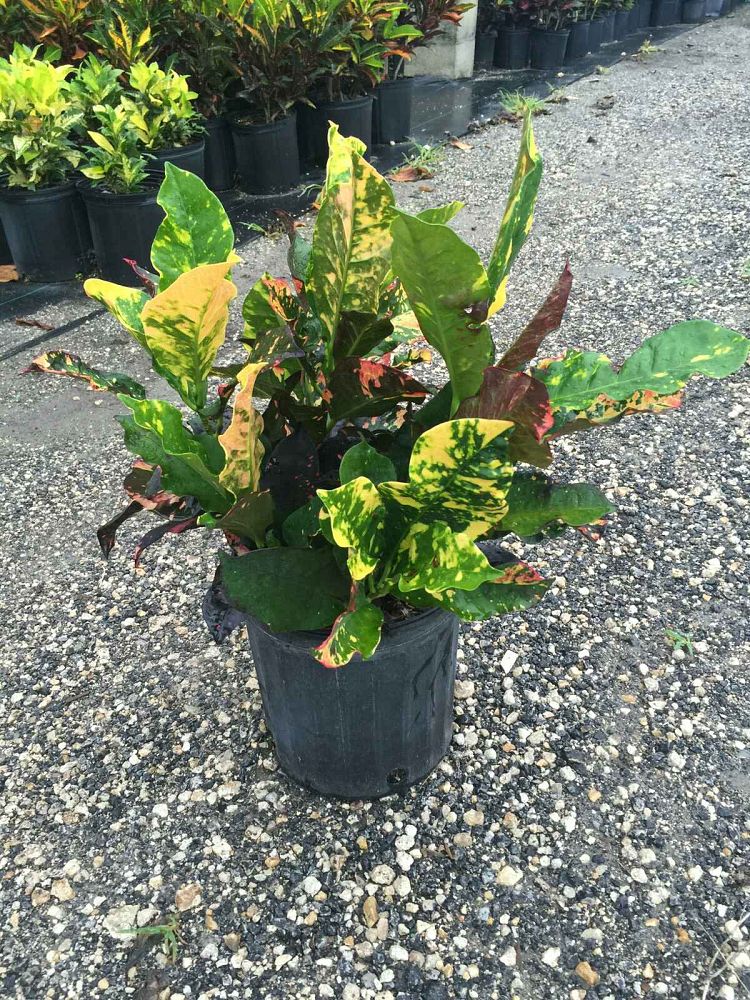 codiaeum-variegatum-magnificent-croton