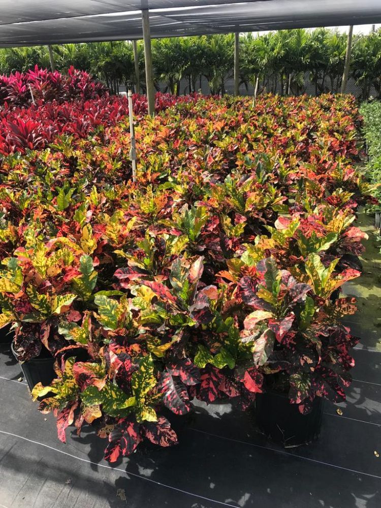 codiaeum-variegatum-magnificent-croton
