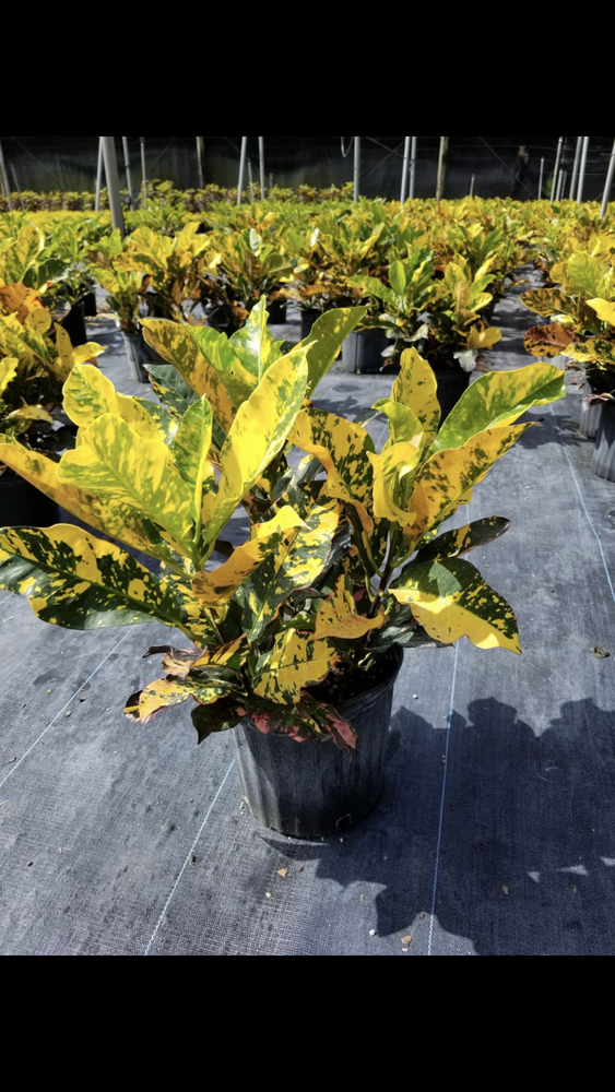 codiaeum-variegatum-magnificent-croton