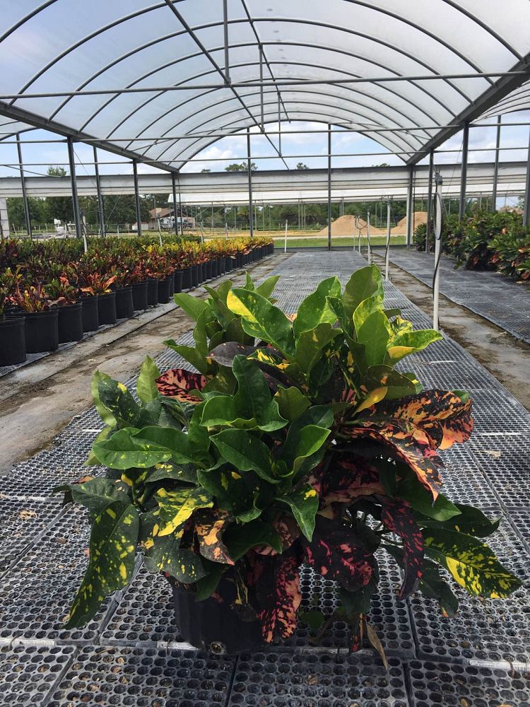 codiaeum-variegatum-magnificent-croton