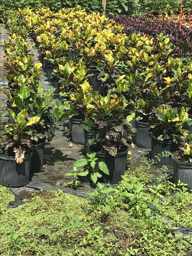 codiaeum-variegatum-magnificent-croton