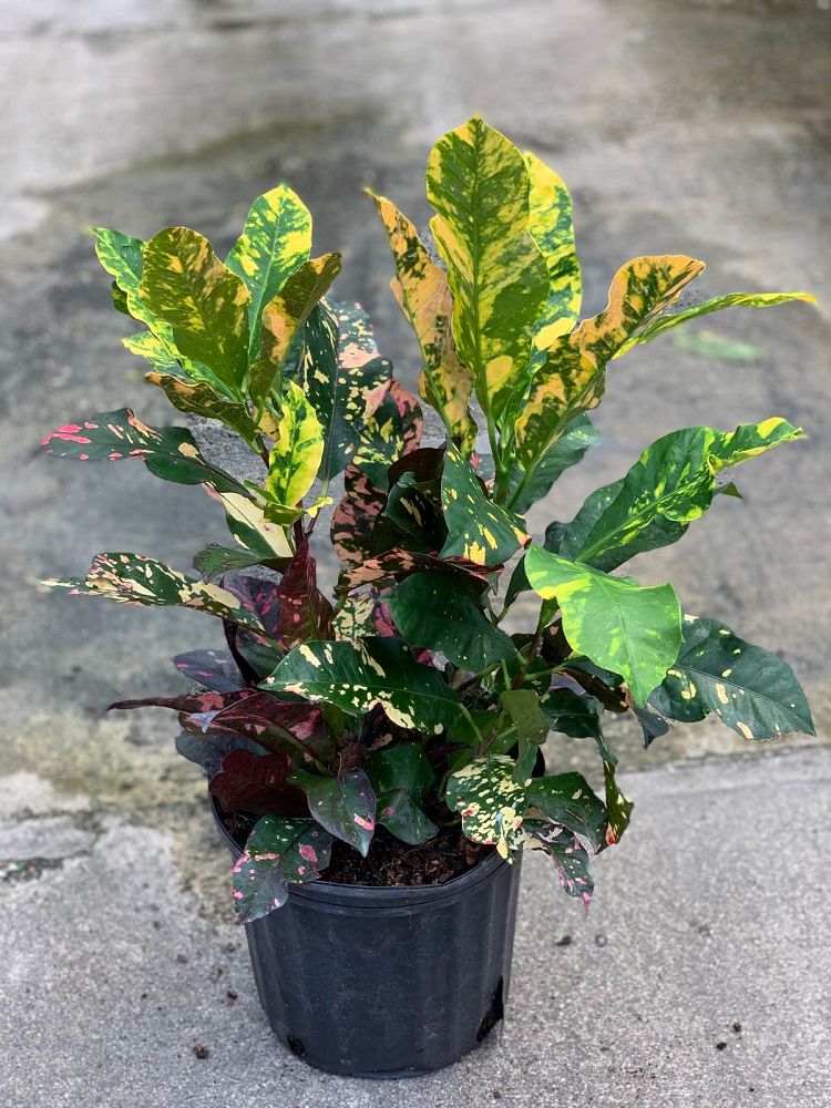 codiaeum-variegatum-magnificent-croton