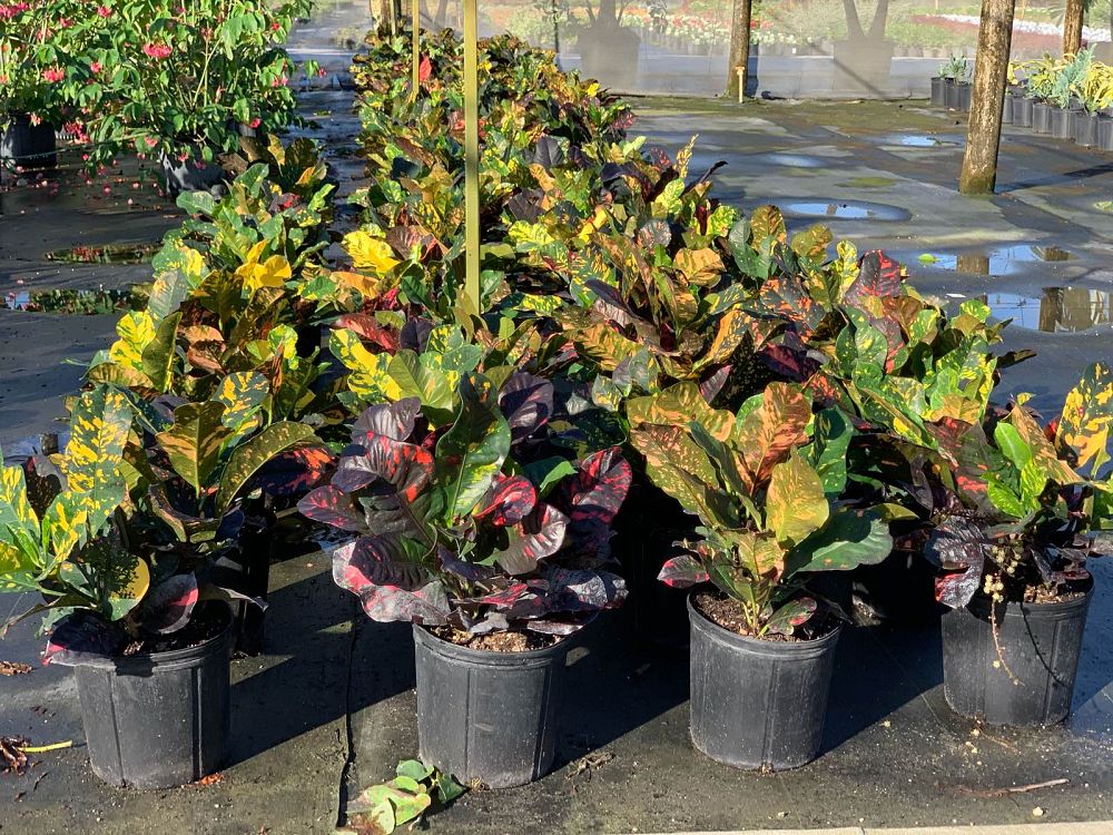 codiaeum-variegatum-magnificent-croton