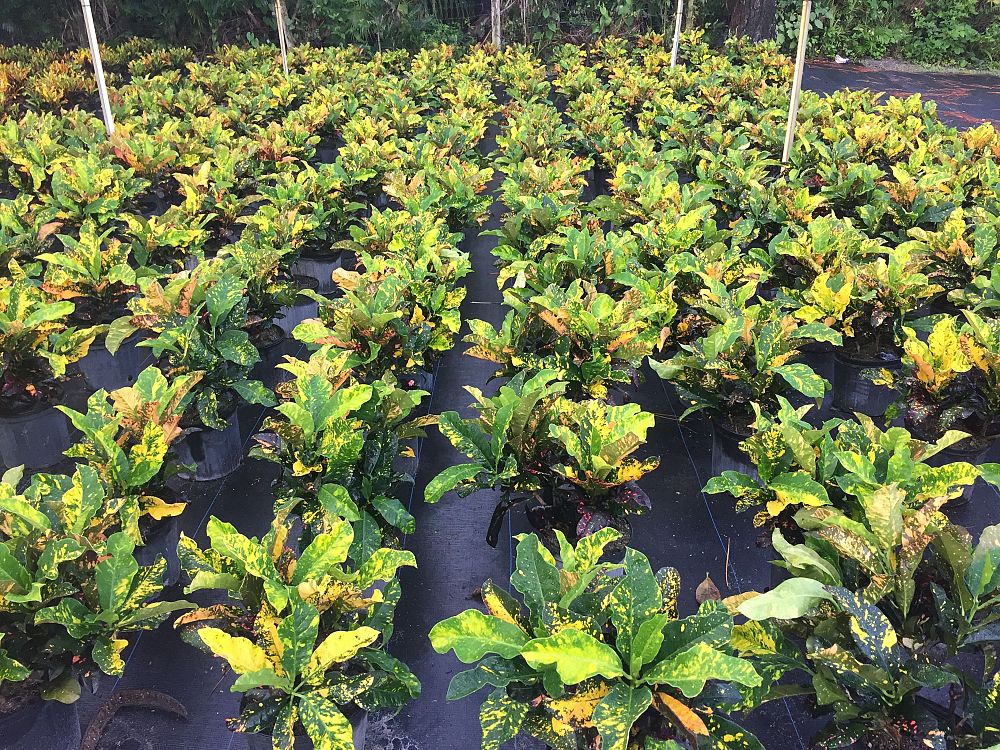 codiaeum-variegatum-magnificent-croton
