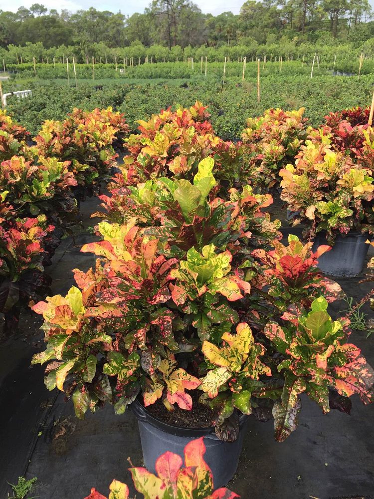 codiaeum-variegatum-magnificent-croton