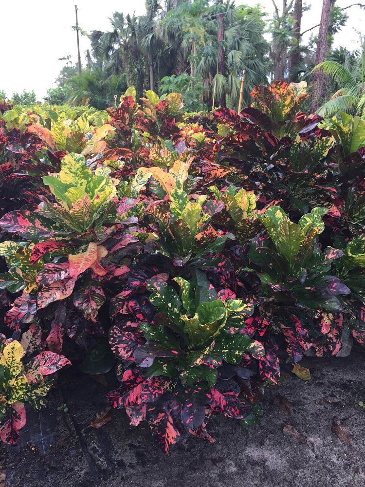 codiaeum-variegatum-magnificent-croton