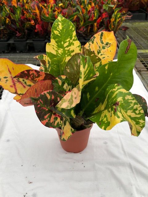 codiaeum-variegatum-magnificent-croton