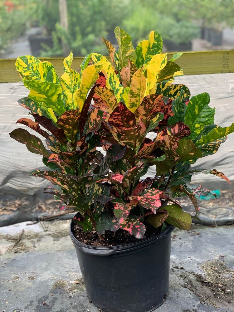 codiaeum-variegatum-magnificent-croton