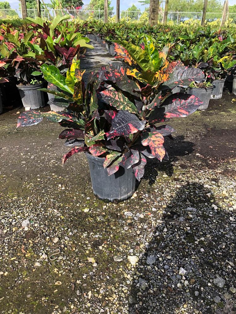 codiaeum-variegatum-magnificent-croton