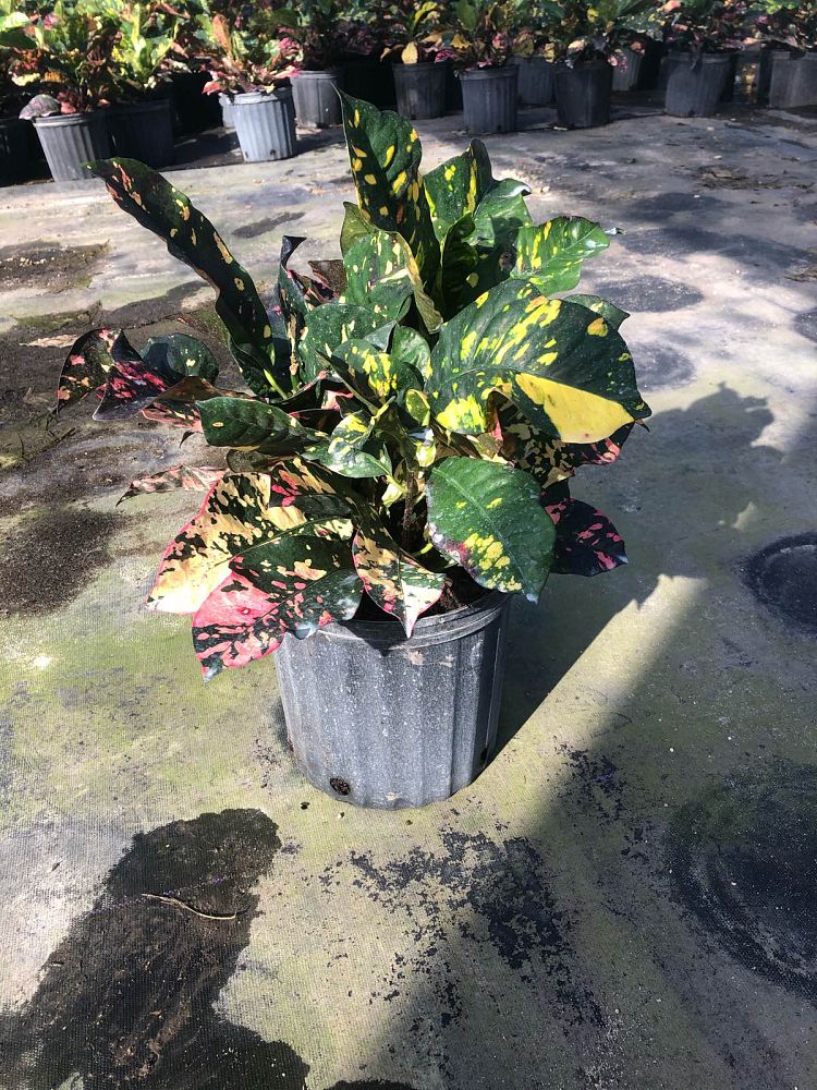 codiaeum-variegatum-magnificent-croton