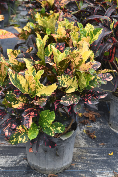 codiaeum-variegatum-magnificent-croton