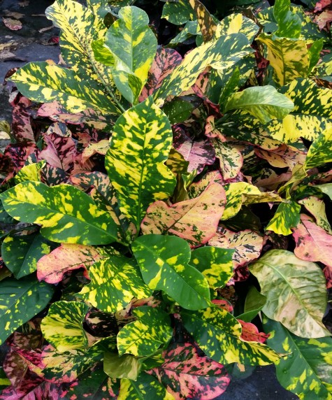 codiaeum-variegatum-magnificent-croton