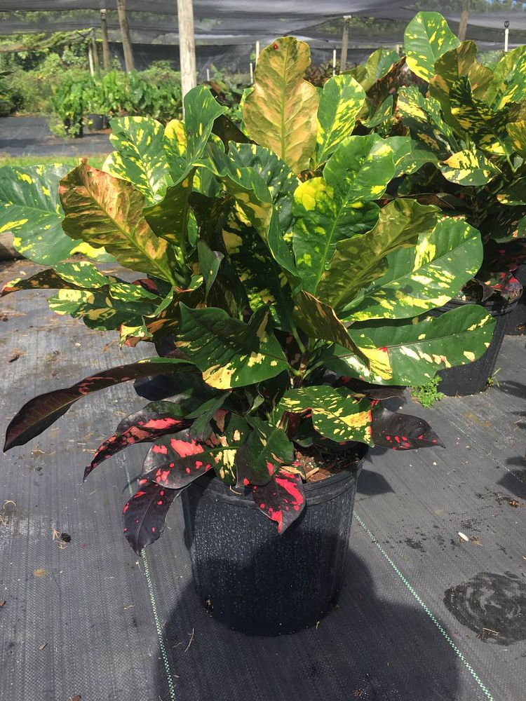 codiaeum-variegatum-magnificent-croton