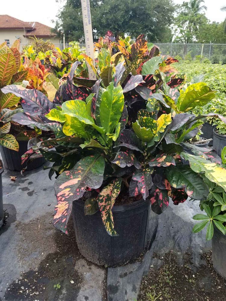 codiaeum-variegatum-magnificent-croton