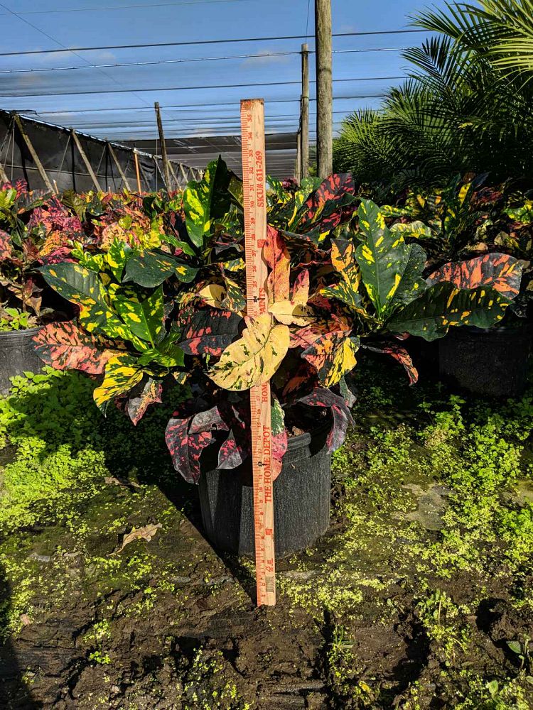 codiaeum-variegatum-magnificent-croton