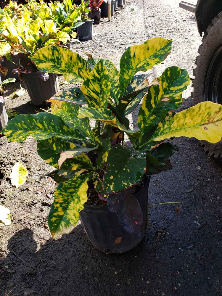 codiaeum-variegatum-magnificent-croton