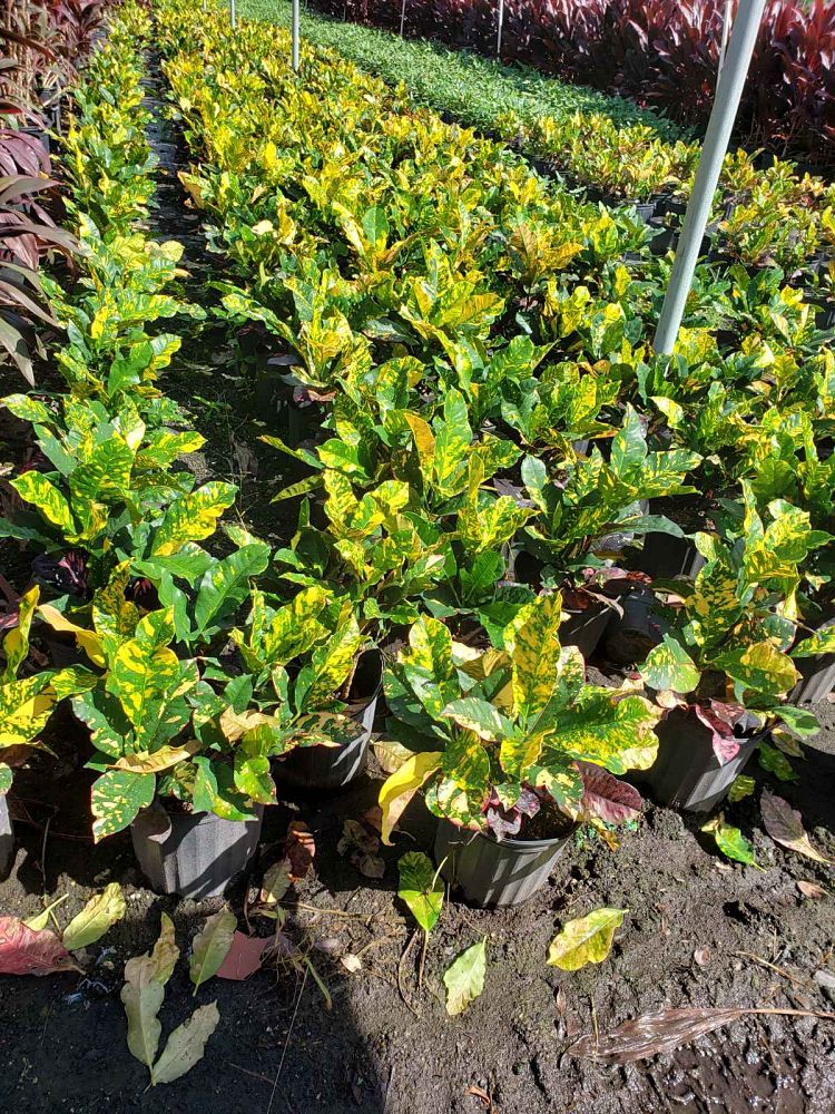 codiaeum-variegatum-magnificent-croton