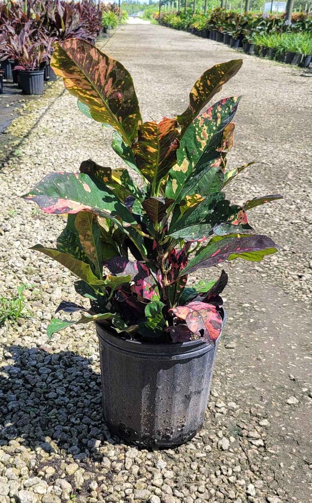 codiaeum-variegatum-magnificent-croton