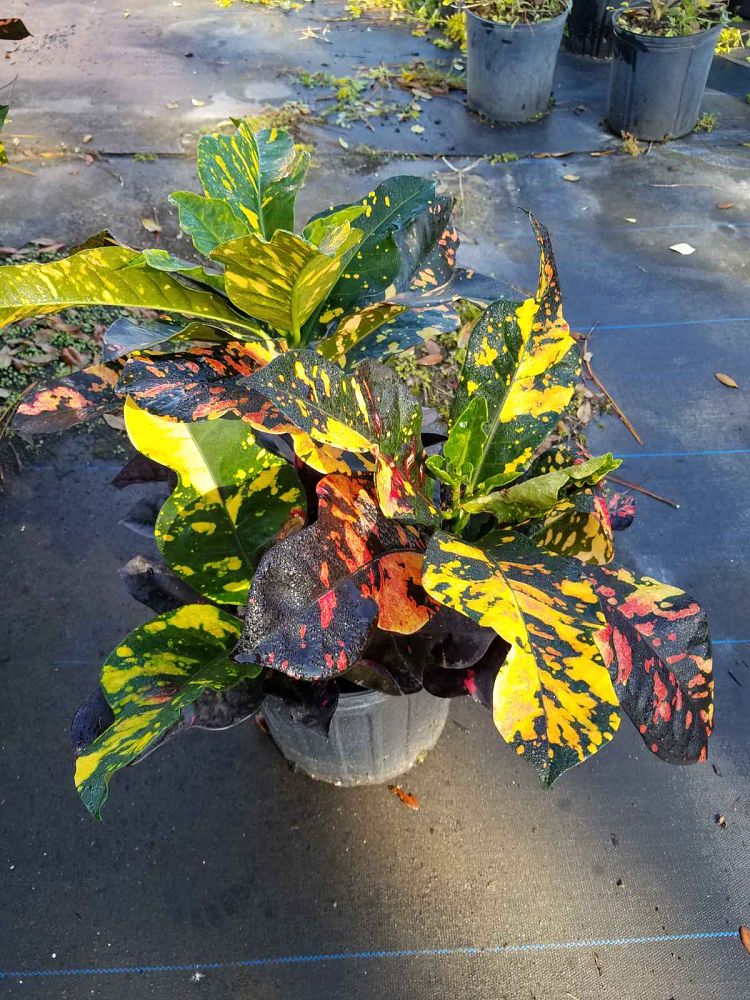 codiaeum-variegatum-magnificent-croton