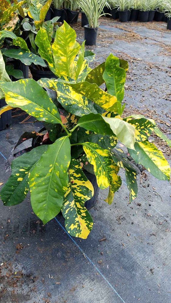 codiaeum-variegatum-magnificent-croton
